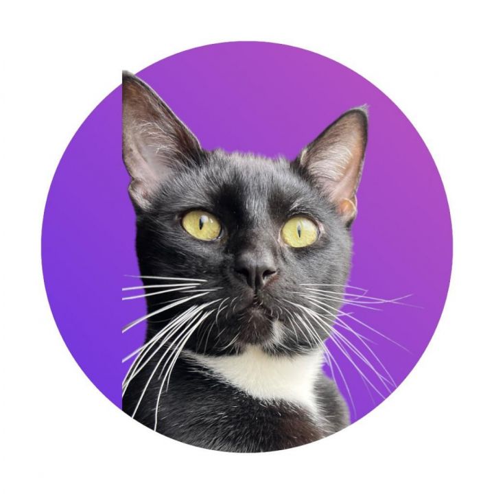 Whiskers 1