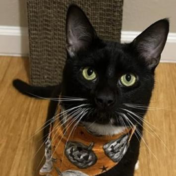 Whiskers 2