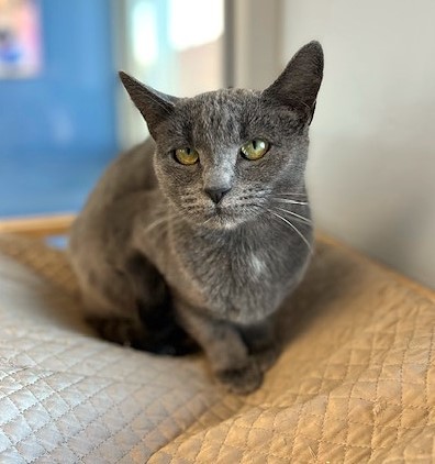 Kimber*, an adoptable Domestic Short Hair in Kingman, AZ, 86401 | Photo Image 1