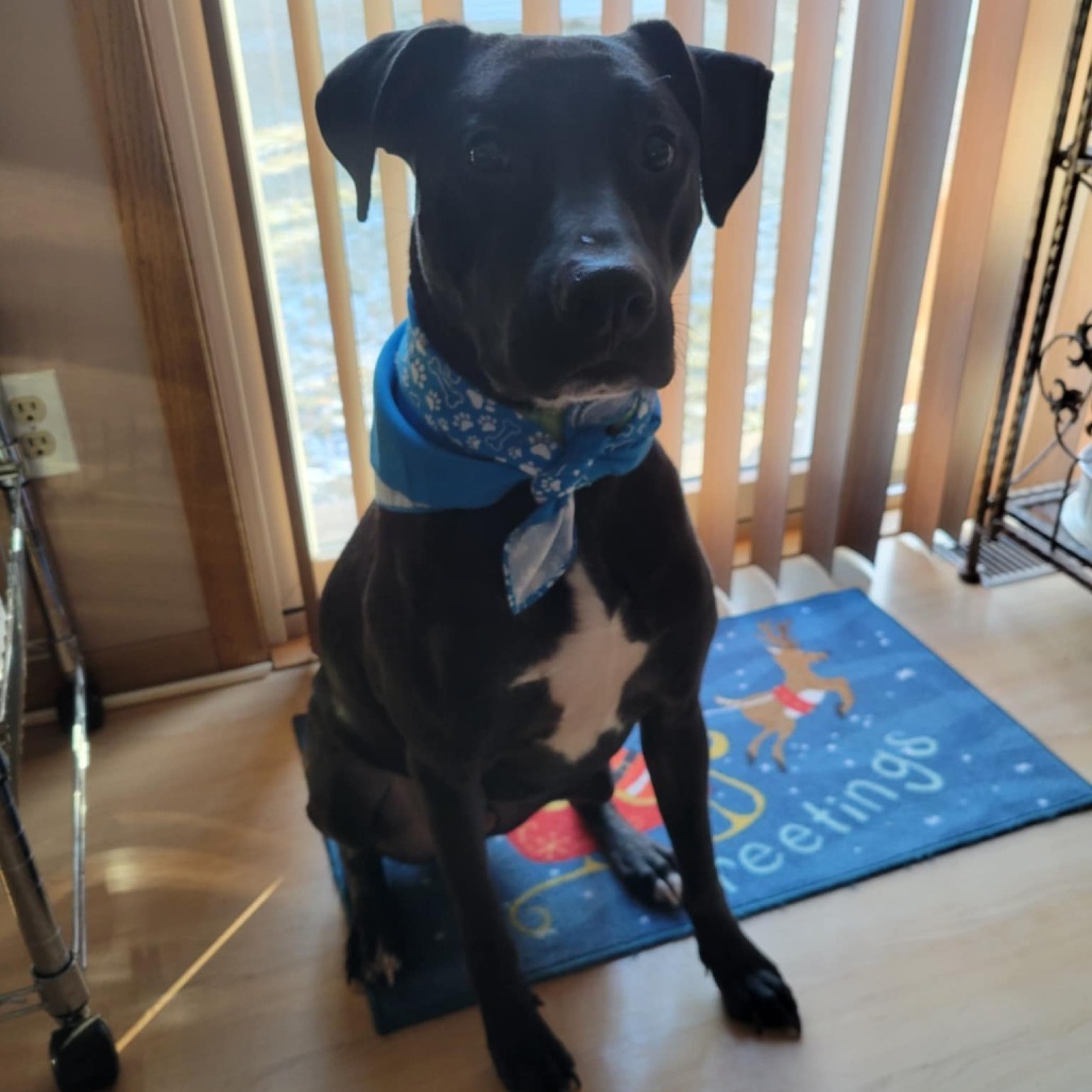 Rambo, an adoptable Labrador Retriever in Sauk Rapids, MN, 56379 | Photo Image 2