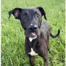 Rambo, an adoptable Labrador Retriever in Sauk Rapids, MN, 56379 | Photo Image 3