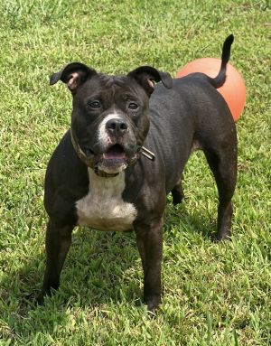 2410-0085 Petunia