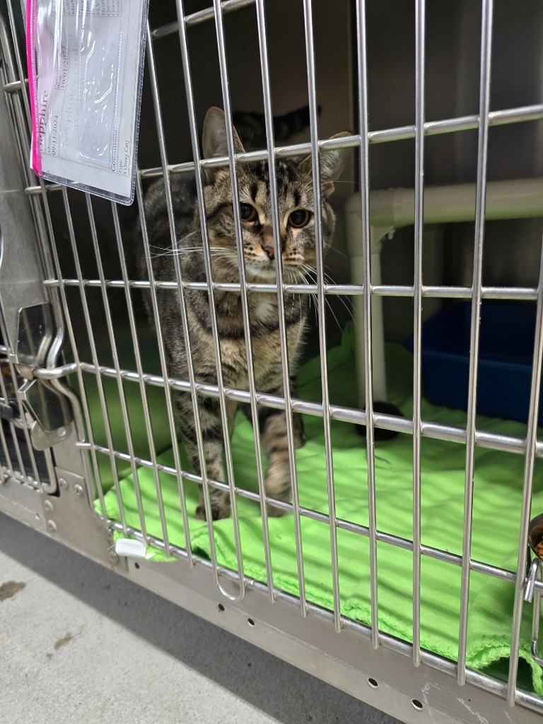 Sapphire, an adoptable Domestic Short Hair in Virginia, MN, 55792 | Photo Image 1