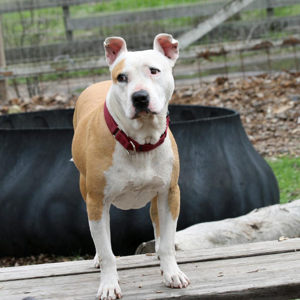 Bella, an adoptable Pit Bull Terrier in Lompoc, CA, 93436 | Photo Image 2
