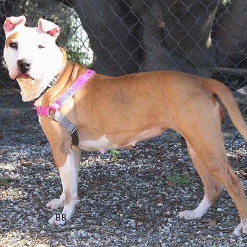 Bella, an adoptable Pit Bull Terrier in Lompoc, CA, 93436 | Photo Image 5