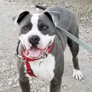 Merlot, an adoptable Pit Bull Terrier in Lompoc, CA, 93436 | Photo Image 2