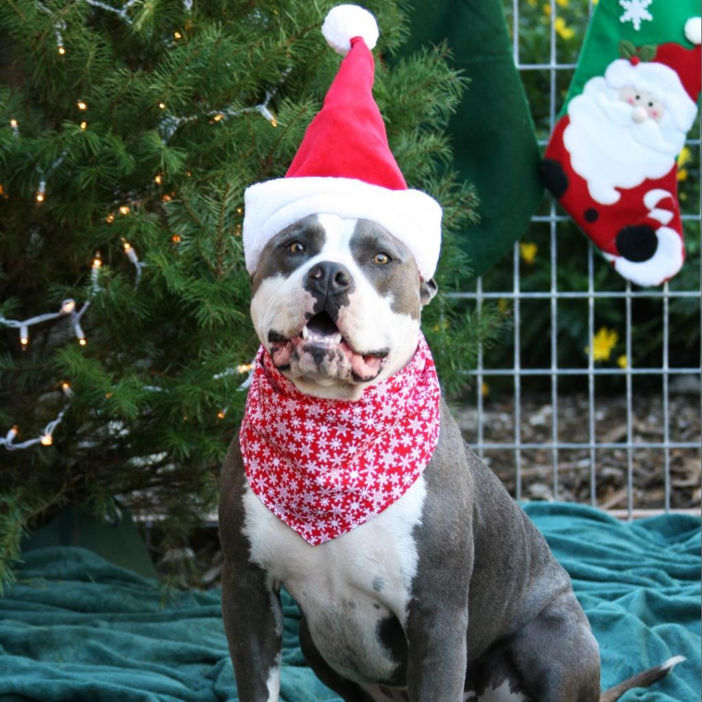 Merlot, an adoptable Pit Bull Terrier in Lompoc, CA, 93436 | Photo Image 3