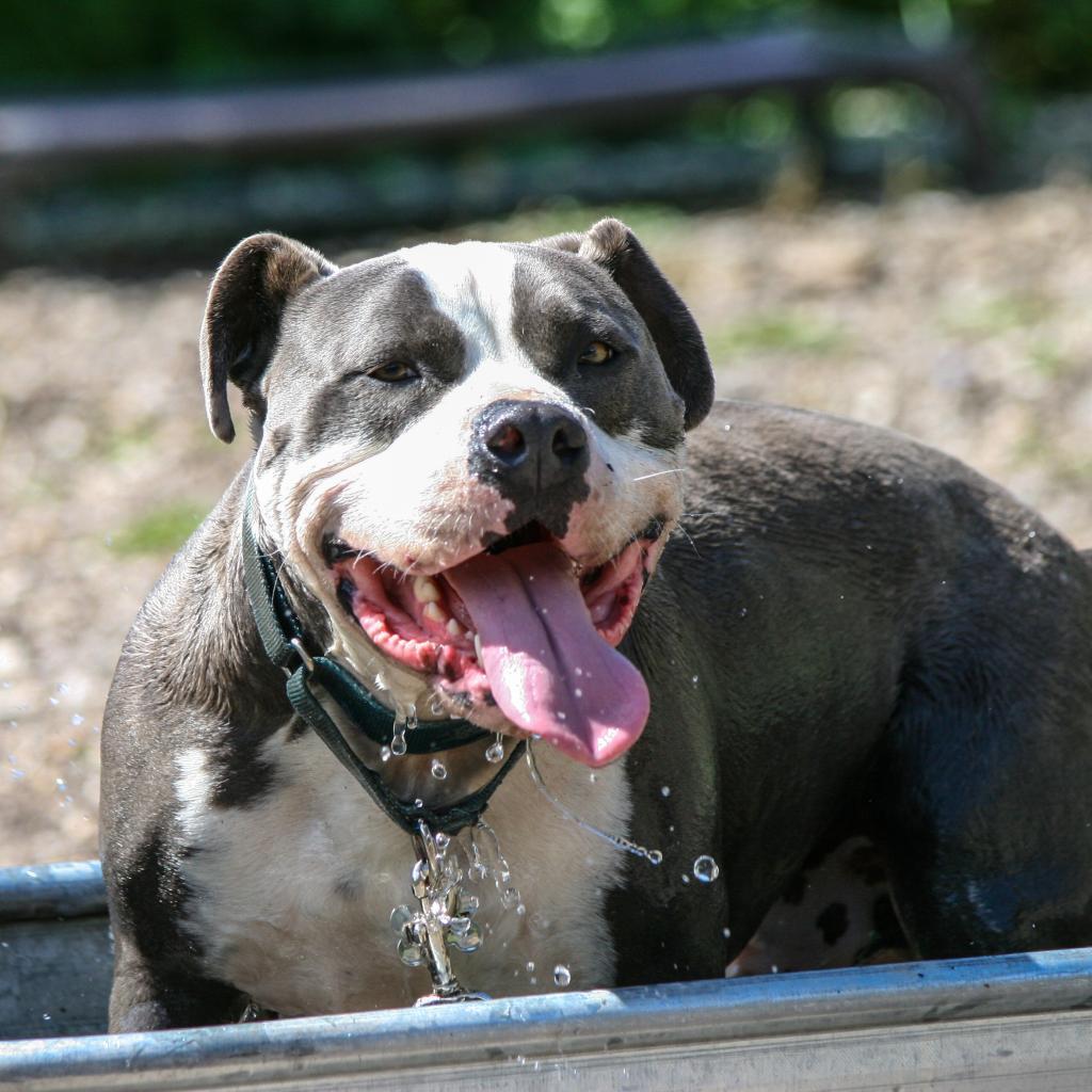 Merlot, an adoptable Pit Bull Terrier in Lompoc, CA, 93436 | Photo Image 4