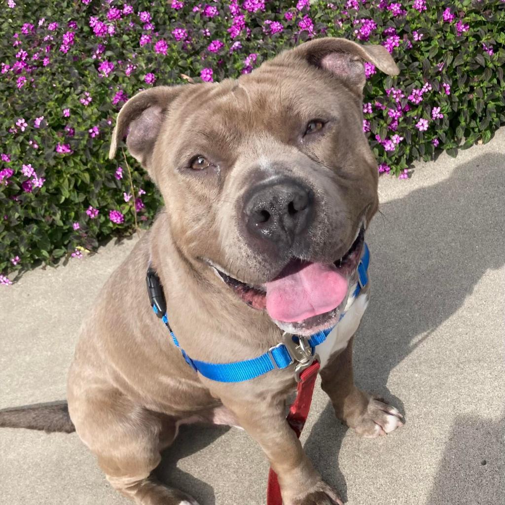 Steve, an adoptable American Staffordshire Terrier in Lompoc, CA, 93436 | Photo Image 1