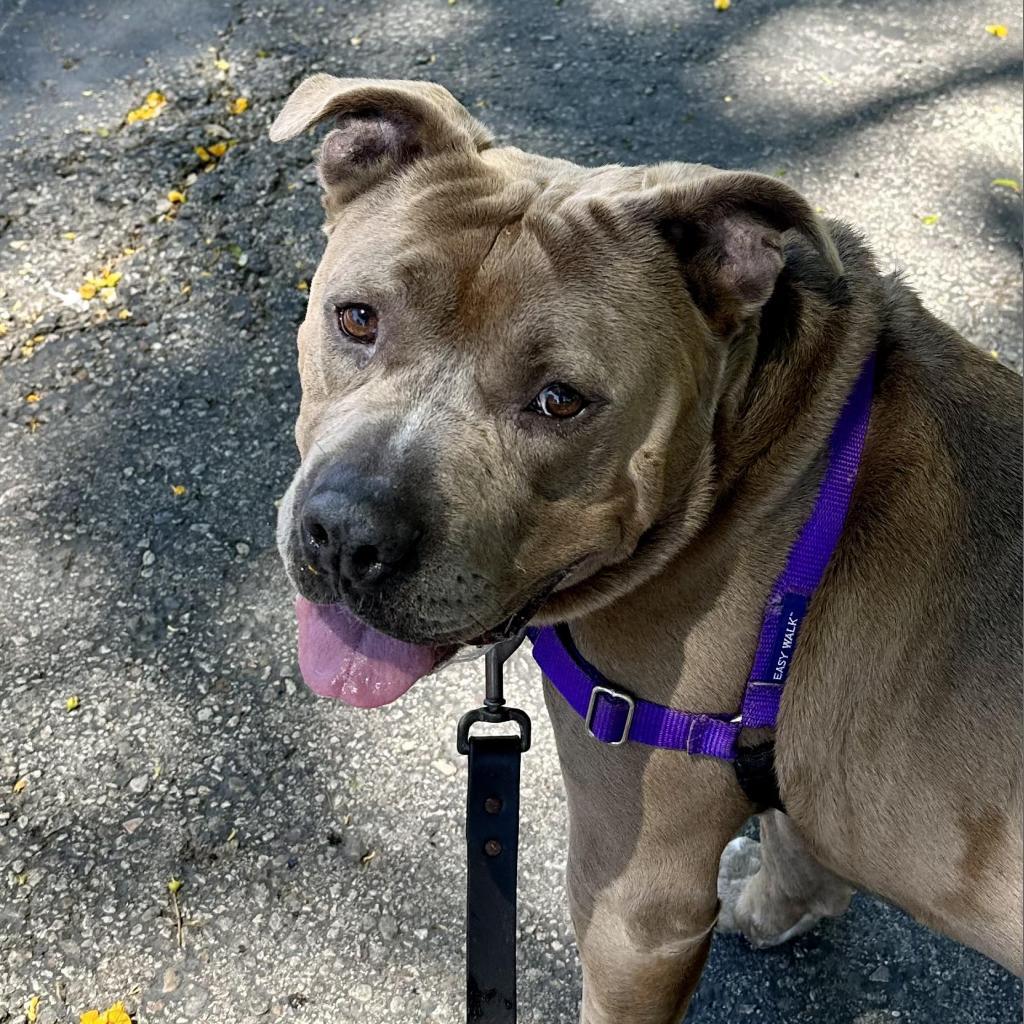 Steve, an adoptable American Staffordshire Terrier in Lompoc, CA, 93436 | Photo Image 2