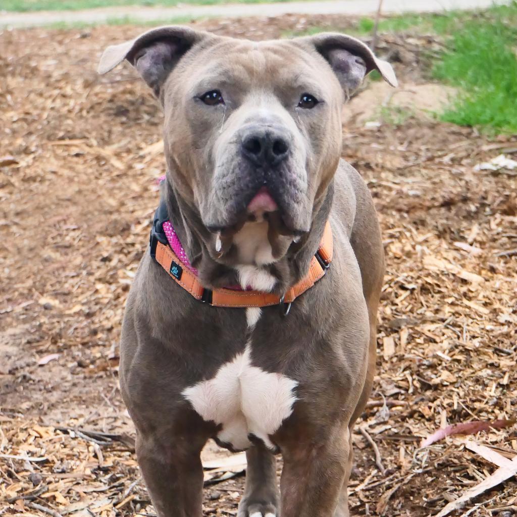 Steve, an adoptable American Staffordshire Terrier in Lompoc, CA, 93436 | Photo Image 3