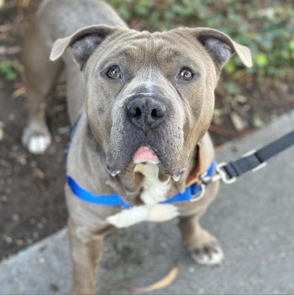 Steve, an adoptable American Staffordshire Terrier in Lompoc, CA, 93436 | Photo Image 4