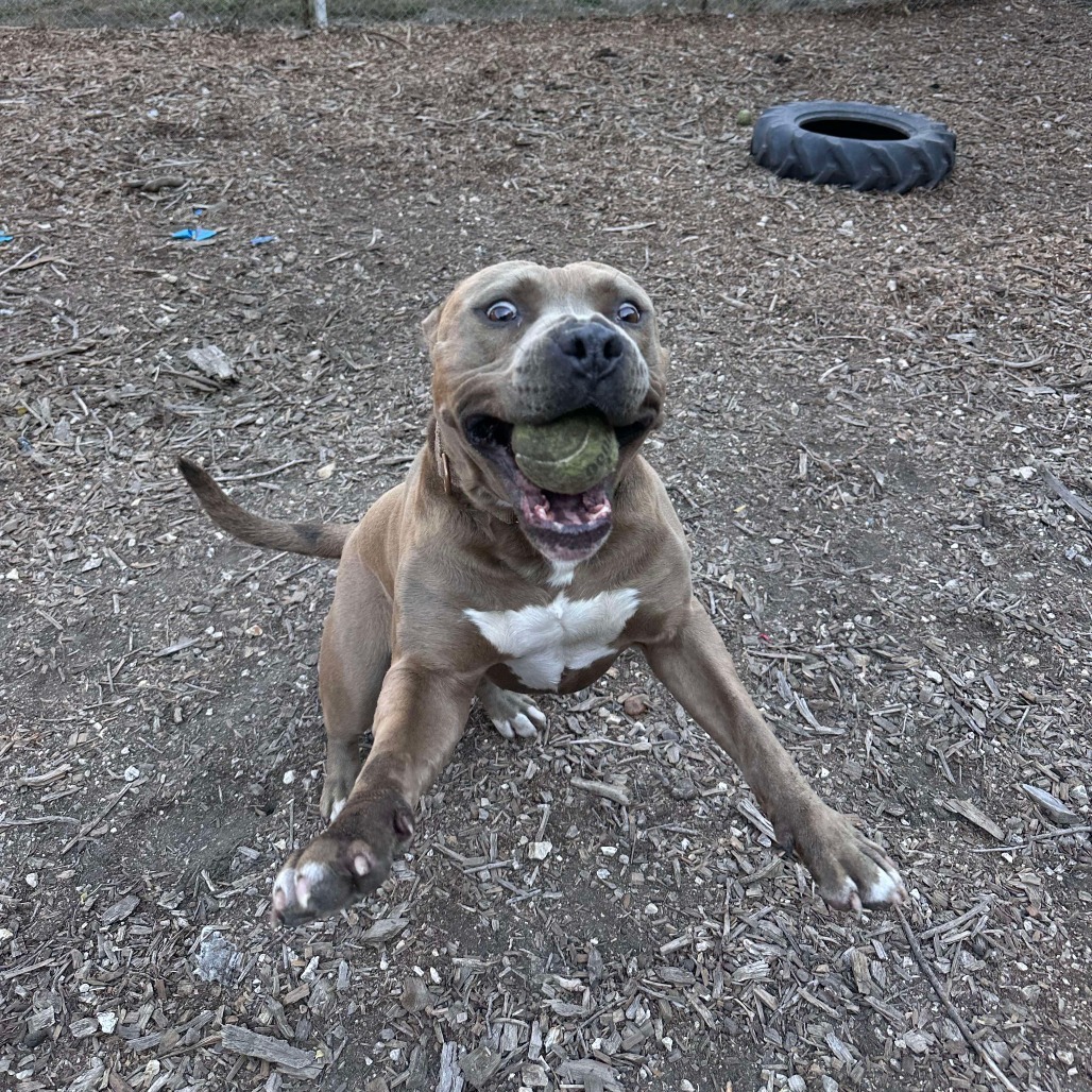 Steve, an adoptable American Staffordshire Terrier in Lompoc, CA, 93436 | Photo Image 5