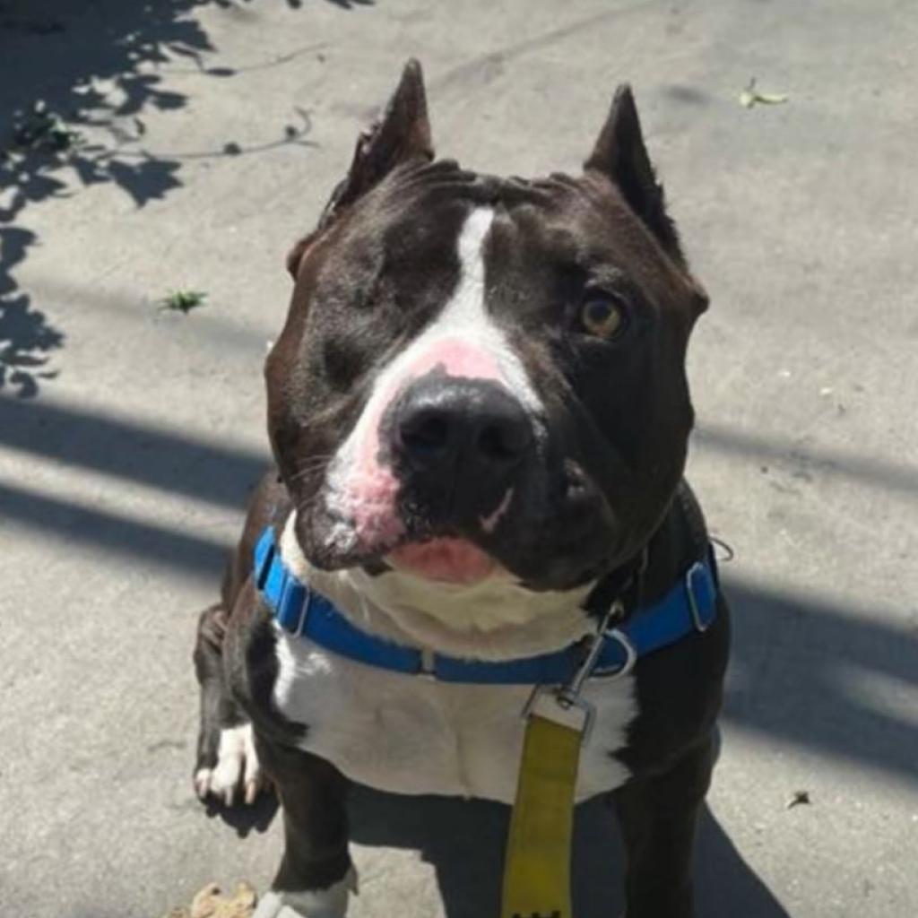 Sam, an adoptable American Staffordshire Terrier in Lompoc, CA, 93436 | Photo Image 1