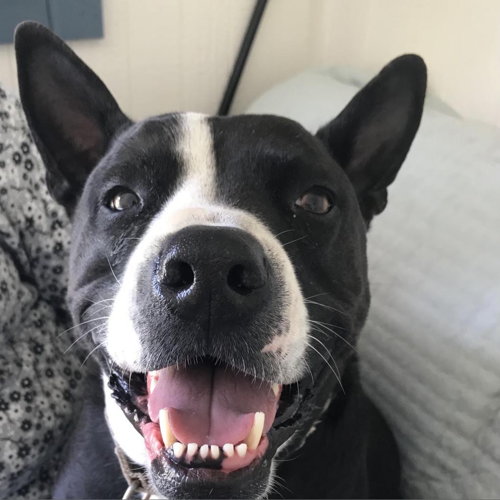 Fievel, an adoptable Pit Bull Terrier, Australian Kelpie in Lompoc, CA, 93436 | Photo Image 3