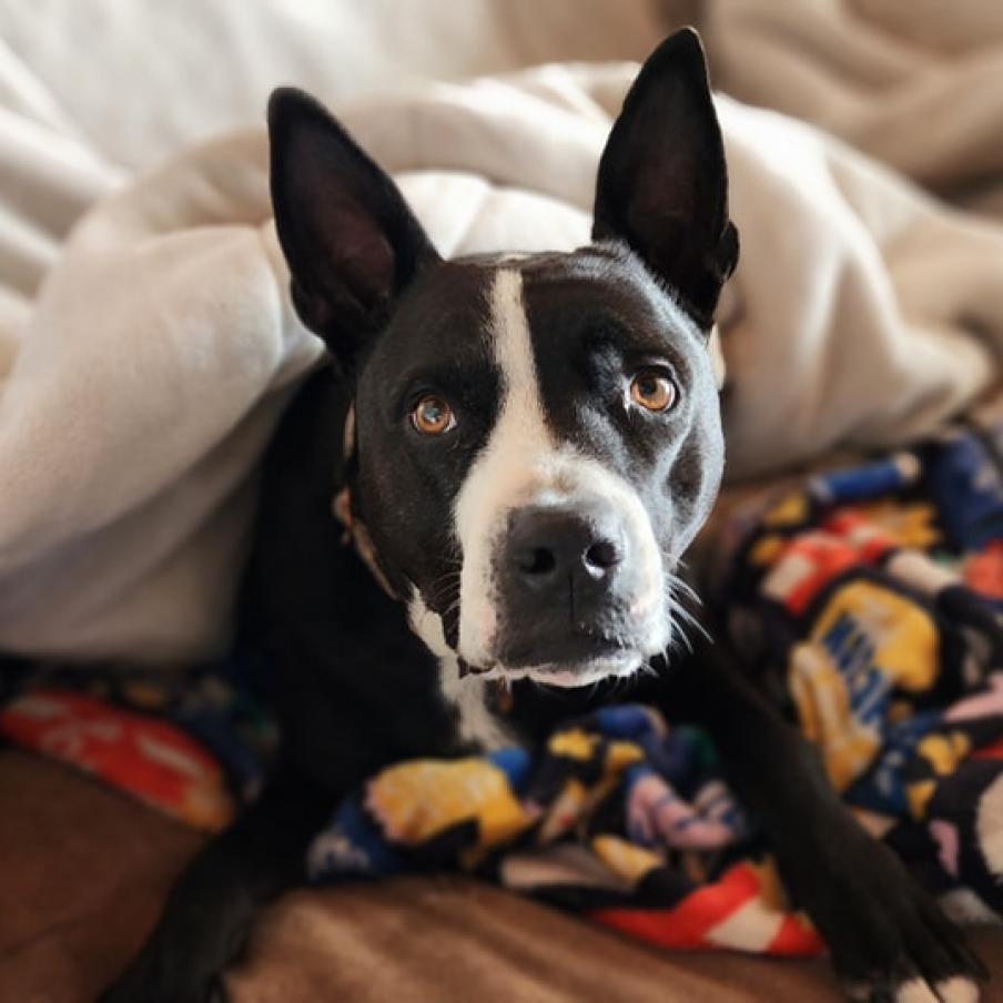Fievel, an adoptable Pit Bull Terrier, Australian Kelpie in Lompoc, CA, 93436 | Photo Image 4