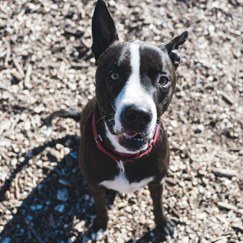 Fievel, an adoptable Pit Bull Terrier, Australian Kelpie in Lompoc, CA, 93436 | Photo Image 5