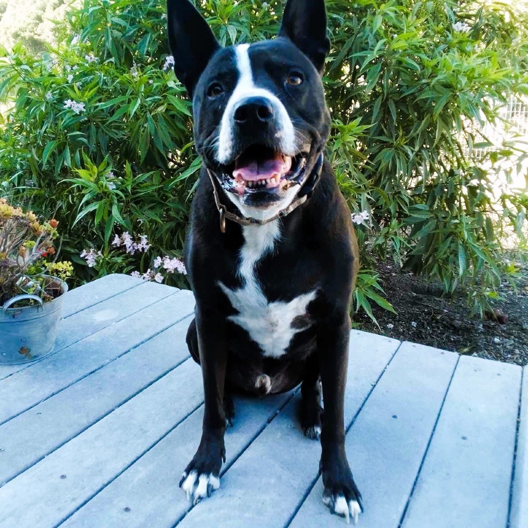 Fievel, an adoptable Pit Bull Terrier, Australian Kelpie in Lompoc, CA, 93436 | Photo Image 6