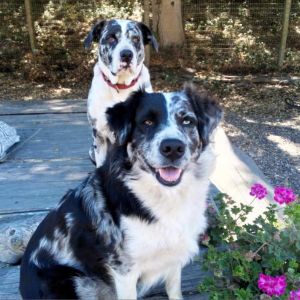 Poptie, Adult Female Australian Shepherd