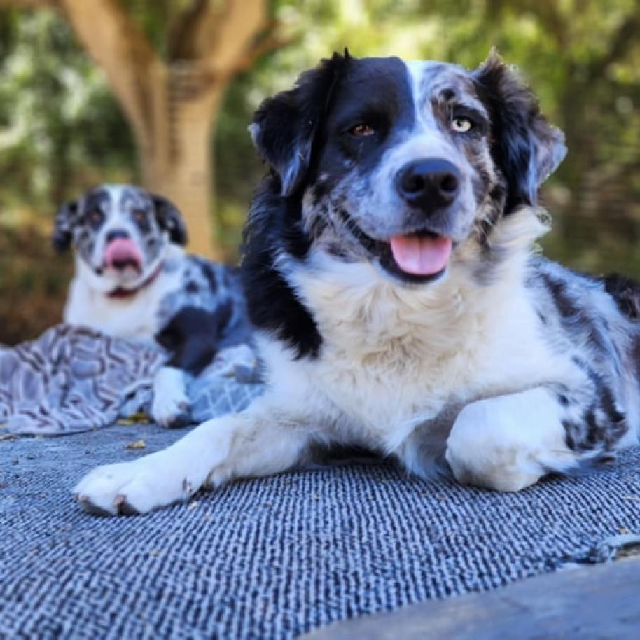 Poptie, an adoptable Australian Shepherd in Lompoc, CA, 93436 | Photo Image 2