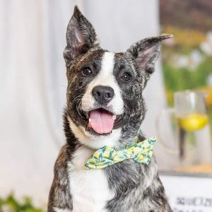 Eeyore, Young Male American Staffordshire Terrier