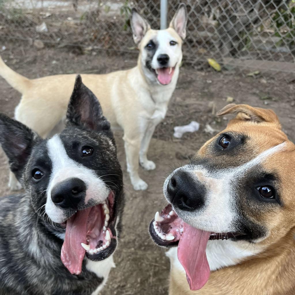 Eeyore, an adoptable American Staffordshire Terrier in Lompoc, CA, 93436 | Photo Image 2