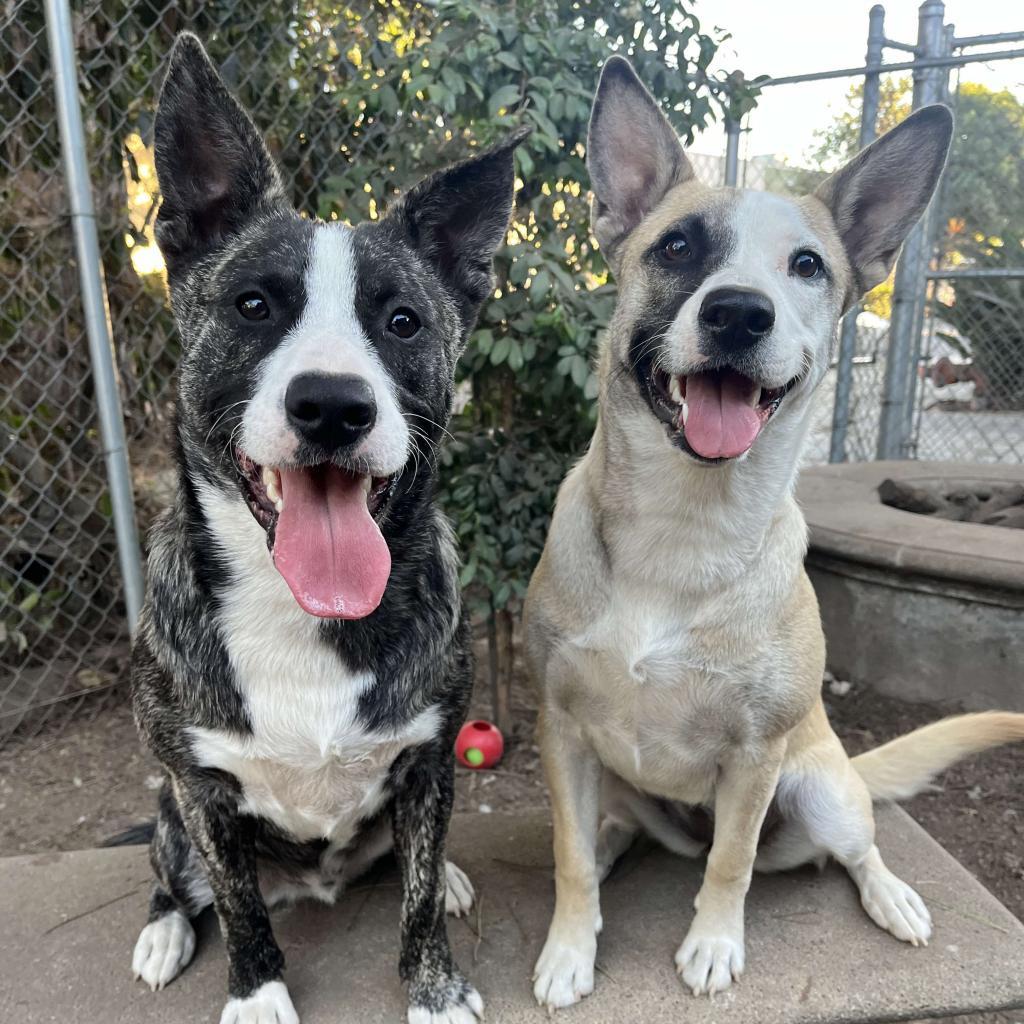 Eeyore, an adoptable American Staffordshire Terrier in Lompoc, CA, 93436 | Photo Image 3