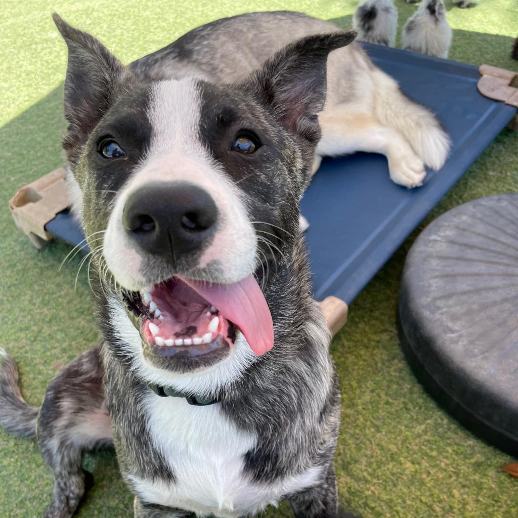 Eeyore, an adoptable American Staffordshire Terrier in Lompoc, CA, 93436 | Photo Image 5