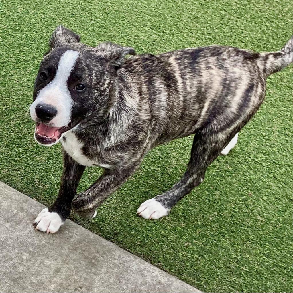 Eeyore, an adoptable American Staffordshire Terrier in Lompoc, CA, 93436 | Photo Image 6