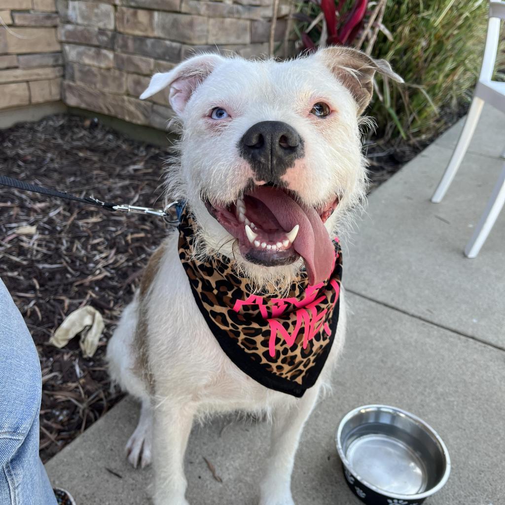 Winnie, an adoptable American Staffordshire Terrier in Lompoc, CA, 93436 | Photo Image 2