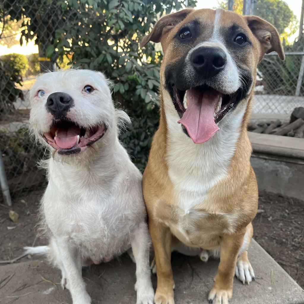 Winnie, an adoptable American Staffordshire Terrier in Lompoc, CA, 93436 | Photo Image 3