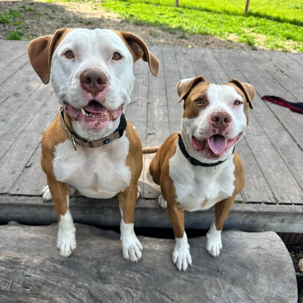 Reya, an adoptable Pit Bull Terrier in Lompoc, CA, 93436 | Photo Image 2