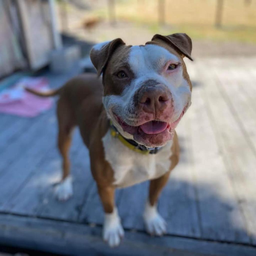 Reya, an adoptable Pit Bull Terrier in Lompoc, CA, 93436 | Photo Image 3