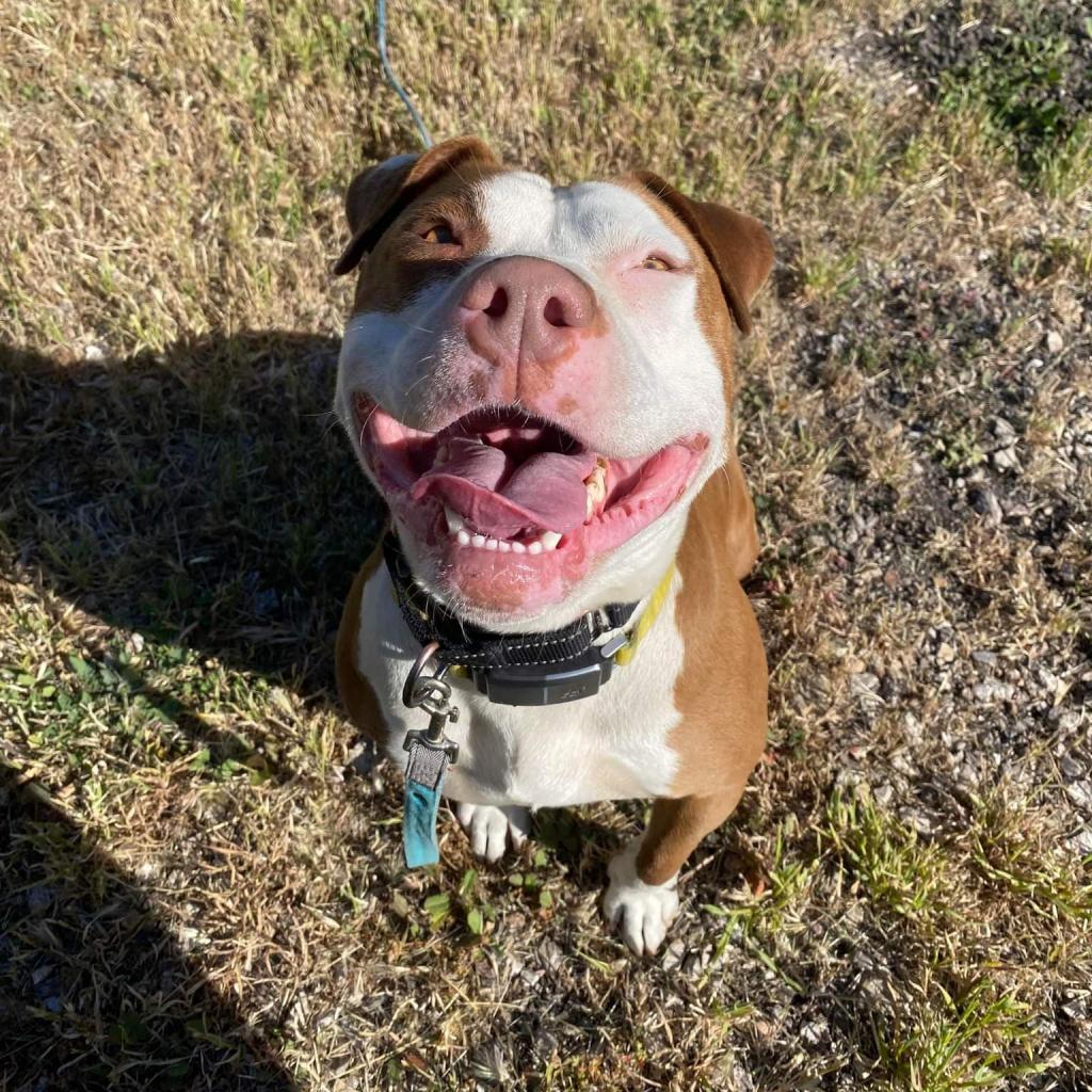 Reya, an adoptable Pit Bull Terrier in Lompoc, CA, 93436 | Photo Image 4