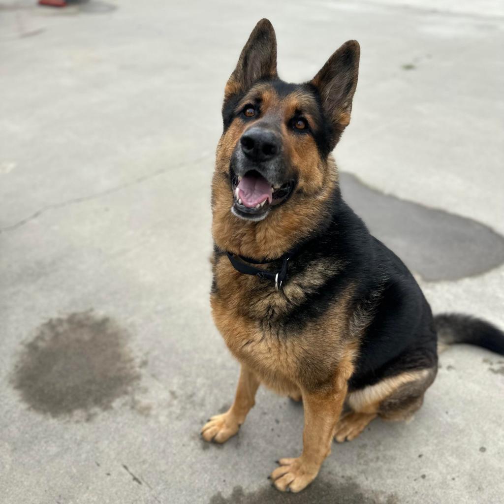 Bob, an adoptable German Shepherd Dog in Lompoc, CA, 93436 | Photo Image 3