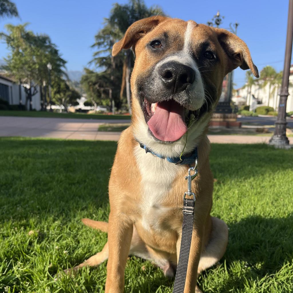 Kanga, an adoptable American Staffordshire Terrier in Lompoc, CA, 93436 | Photo Image 1