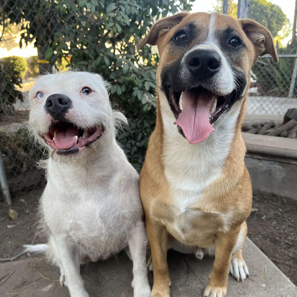 Kanga, an adoptable American Staffordshire Terrier in Lompoc, CA, 93436 | Photo Image 3