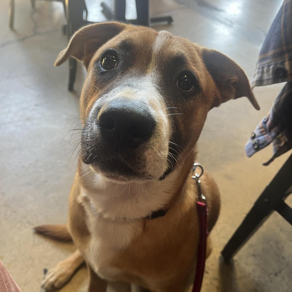 Kanga, an adoptable American Staffordshire Terrier in Lompoc, CA, 93436 | Photo Image 4