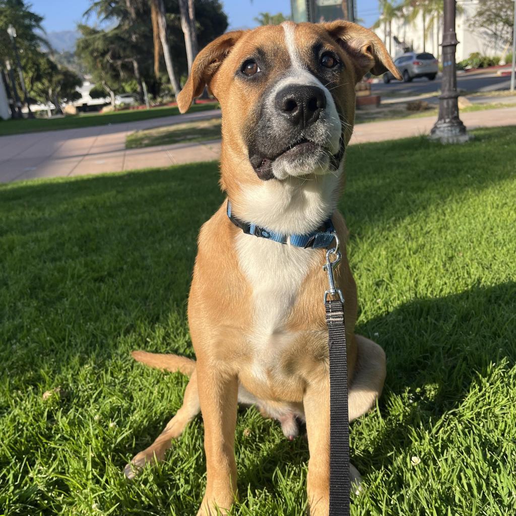 Kanga, an adoptable American Staffordshire Terrier in Lompoc, CA, 93436 | Photo Image 5