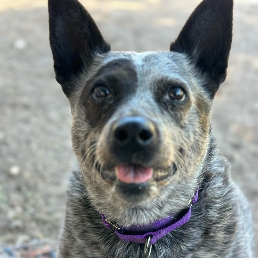 Marley, an adoptable Australian Cattle Dog / Blue Heeler in Lompoc, CA, 93436 | Photo Image 1