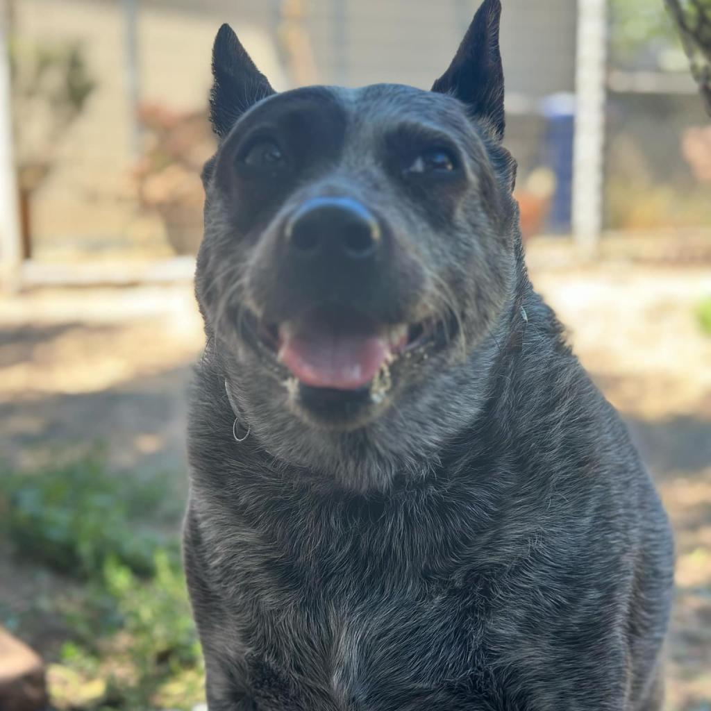 Marley, an adoptable Australian Cattle Dog / Blue Heeler in Lompoc, CA, 93436 | Photo Image 2