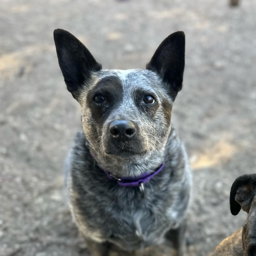 Marley, an adoptable Australian Cattle Dog / Blue Heeler in Lompoc, CA, 93436 | Photo Image 3