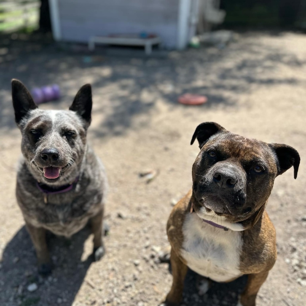Marley, an adoptable Australian Cattle Dog / Blue Heeler in Lompoc, CA, 93436 | Photo Image 4