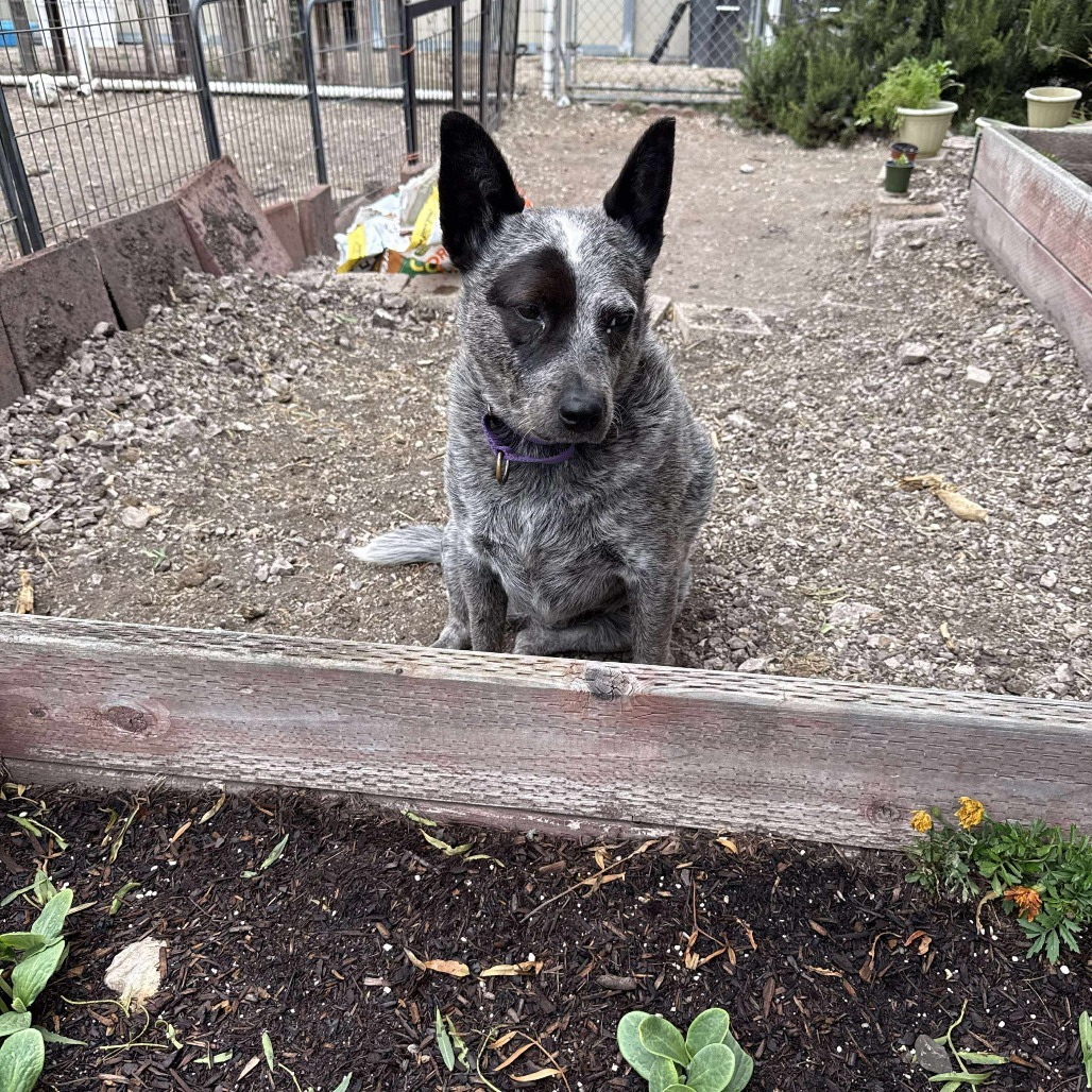 Marley, an adoptable Australian Cattle Dog / Blue Heeler in Lompoc, CA, 93436 | Photo Image 6