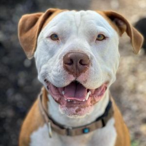 Reggie, Adult Male Pit Bull Terrier