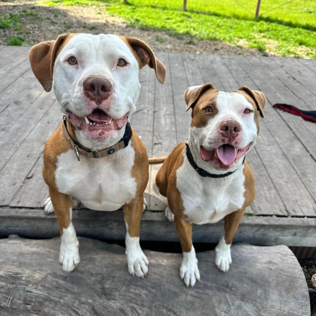 Reggie, an adoptable Pit Bull Terrier in Lompoc, CA, 93436 | Photo Image 2