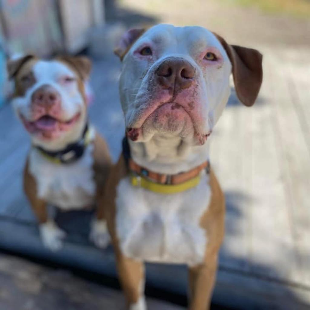 Reggie, an adoptable Pit Bull Terrier in Lompoc, CA, 93436 | Photo Image 4