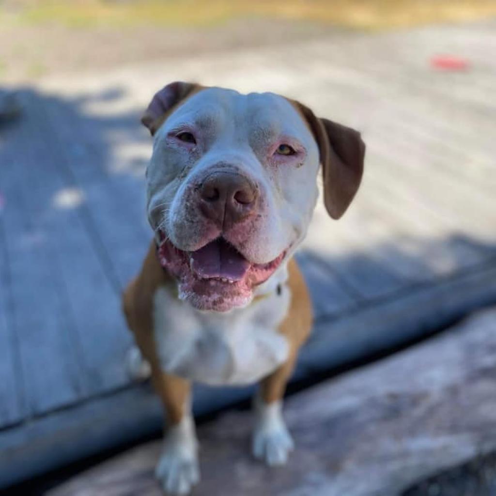 Reggie, an adoptable Pit Bull Terrier in Lompoc, CA, 93436 | Photo Image 5