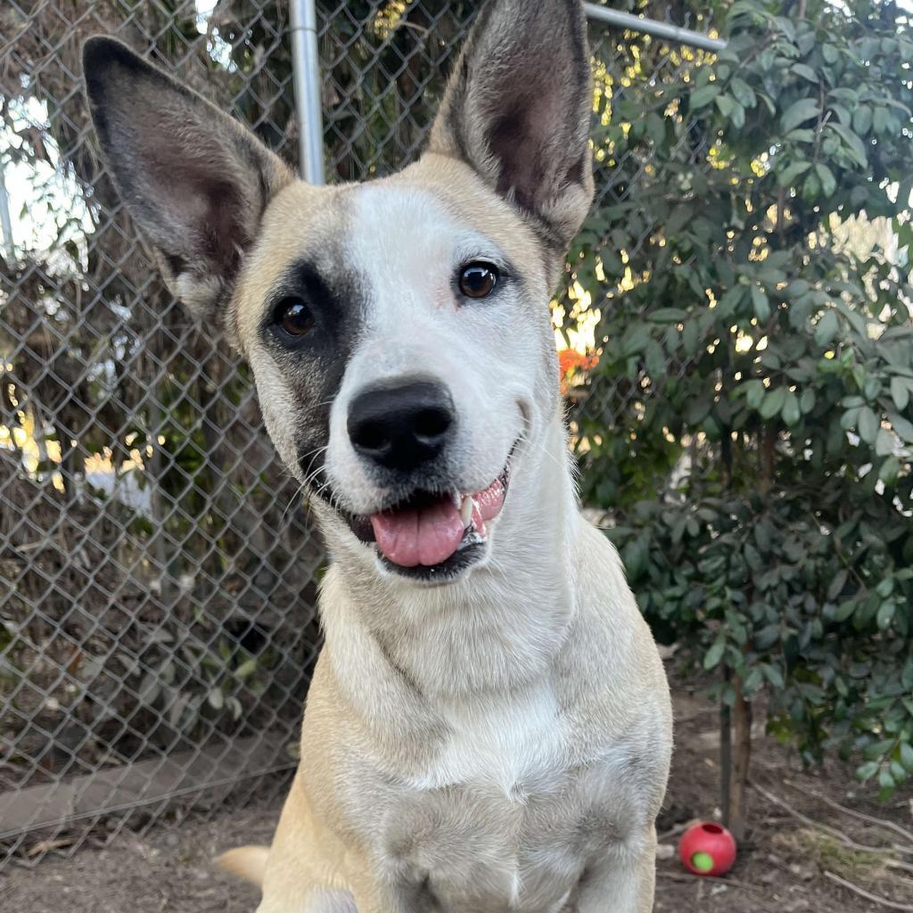 Roo, an adoptable American Staffordshire Terrier in Lompoc, CA, 93436 | Photo Image 1