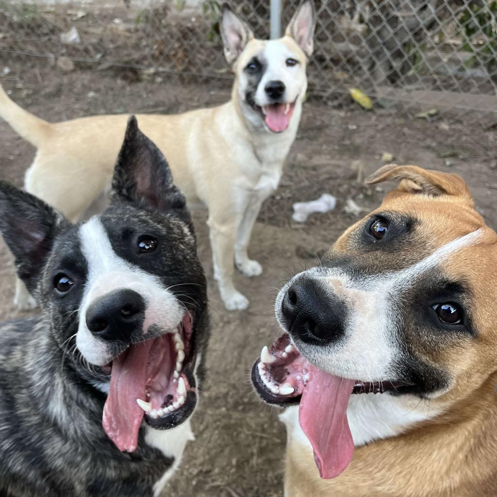 Roo, an adoptable American Staffordshire Terrier in Lompoc, CA, 93436 | Photo Image 2